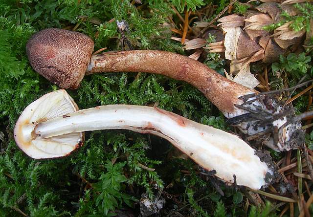 Prima  dell�era  glaciale